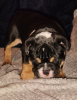 Photo №3. Full pedigree English bulldog puppy. United States