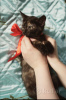 Photo №4. I will sell domestic cat in the city of Minsk. private announcement - price - Is free