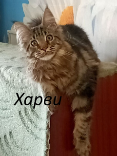 Photo №2 to announcement № 6465 for the sale of maine coon - buy in Russian Federation from nursery