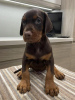 Photo №1. dobermann - for sale in the city of Siteki | 380$ | Announcement № 18758