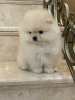Photo №2 to announcement № 8988 for the sale of pomeranian - buy in Russian Federation from nursery, breeder