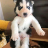 Photo №1. siberian husky - for sale in the city of Флоренс | negotiated | Announcement № 17530