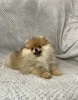 Additional photos: pomeranian puppies