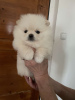 Photo №2 to announcement № 98230 for the sale of pomeranian - buy in Germany private announcement