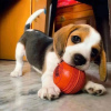 Additional photos: beagle puppies