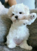 Photo №2 to announcement № 46290 for the sale of maltese dog - buy in United States private announcement