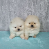 Photo №4. I will sell pomeranian in the city of Kassel. private announcement - price - negotiated