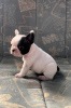 Photo №1. french bulldog - for sale in the city of Zrenjanin | negotiated | Announcement № 70686