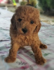 Photo №3. Apricot colored poodle puppies. Serbia