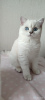 Photo №4. I will sell british shorthair in the city of Kiev. breeder - price - 1000$