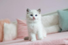 Photo №1. siberian cat - for sale in the city of Bielefeld | Is free | Announcement № 86790
