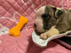 Additional photos: American Bully XL/standard/classic puppies