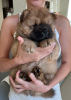 Photo №1. chow chow - for sale in the city of Dubai | negotiated | Announcement № 51510