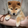 Photo №1. shiba inu - for sale in the city of Tampere | negotiated | Announcement № 119803