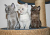 Photo №1. burmese cat - for sale in the city of Zagreb | 250$ | Announcement № 115355