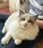 Photo №4. I will sell ragdoll in the city of Франкфурт-на-Майне. private announcement, from nursery, from the shelter, breeder - price - 317$