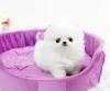 Additional photos: Cute Pomeranian puppies for free adoption