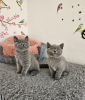 Photo №1. british shorthair - for sale in the city of Nürburg | 370$ | Announcement № 108587