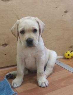 Photo №2 to announcement № 6116 for the sale of labrador retriever - buy in Russian Federation private announcement