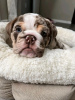 Additional photos: Cute and adorable English bulldog puppies for sale