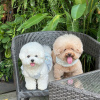 Photo №1. bichon frise - for sale in the city of Gotland | 423$ | Announcement № 119440