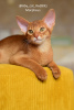 Photo №3. Abyssinian kitten boy Sorel from the cattery with documents. Poland