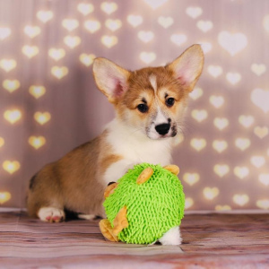 Photo №2 to announcement № 5337 for the sale of welsh corgi - buy in Russian Federation breeder