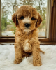 Photo №1. cavalier king charles spaniel, poodle (toy) - for sale in the city of Paris | negotiated | Announcement № 84901