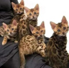 Photo №2 to announcement № 121112 for the sale of bengal cat - buy in Finland private announcement, breeder