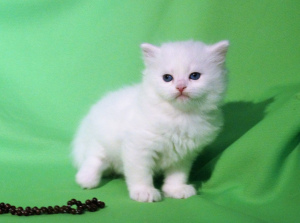 Photo №2 to announcement № 1254 for the sale of siberian cat - buy in Russian Federation from nursery