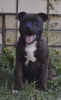 Photo №4. I will sell staffordshire bull terrier in the city of Москва.  - price - negotiated