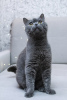 Photo №4. I will sell british shorthair in the city of Москва. private announcement - price - Is free