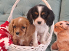 Photo №2 to announcement № 80643 for the sale of cavalier king charles spaniel - buy in Russian Federation private announcement
