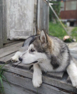 Additional photos: Breed Alaskan Malamute