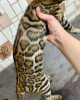 Photo №4. I will sell bengal cat in the city of Novosibirsk. from nursery, breeder - price - 483$