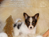 Photo №3. Boy - Marie Ross Maestro (1.5 months). Russian Federation