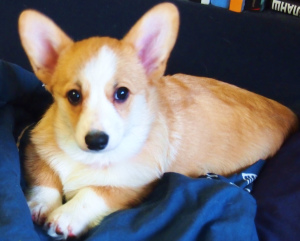 Additional photos: New year, smiling and cheerful puppies Corgi Pembroke