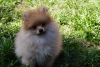 Additional photos: Pomeranian girl