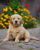 Photo №1. golden retriever - for sale in the city of Żarki-Letnisko | 2113$ | Announcement № 70333