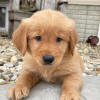 Photo №2 to announcement № 95854 for the sale of golden retriever - buy in Germany private announcement, breeder