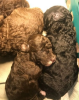 Photo №4. I will sell poodle (toy) in the city of Radebeul.  - price - 370$