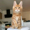 Photo №2 to announcement № 118291 for the sale of maine coon - buy in United States private announcement