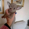 Photo №2 to announcement № 119529 for the sale of chihuahua - buy in Finland private announcement, breeder