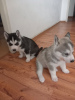 Photo №2 to announcement № 89567 for the sale of siberian husky - buy in Sweden private announcement