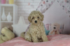 Photo №4. I will sell maltese dog, maltipu in the city of Франкфурт-на-Майне. private announcement, breeder - price - negotiated