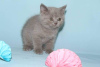 Photo №2 to announcement № 95235 for the sale of british shorthair - buy in Germany private announcement