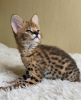 Photo №2 to announcement № 90610 for the sale of caracal - buy in Germany from nursery