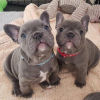 Photo №2 to announcement № 88738 for the sale of french bulldog - buy in Sweden private announcement