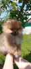 Photo №4. I will sell pomeranian in the city of Marseilles. private announcement - price - negotiated