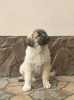 Additional photos: Turkish Kangal puppies